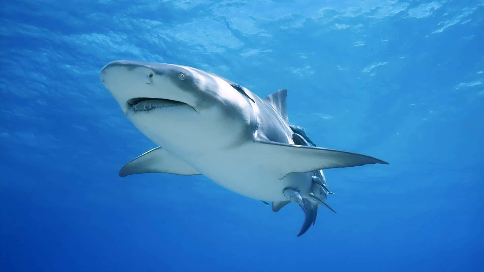 En Shark svømning i det blå ocean Wallpaper