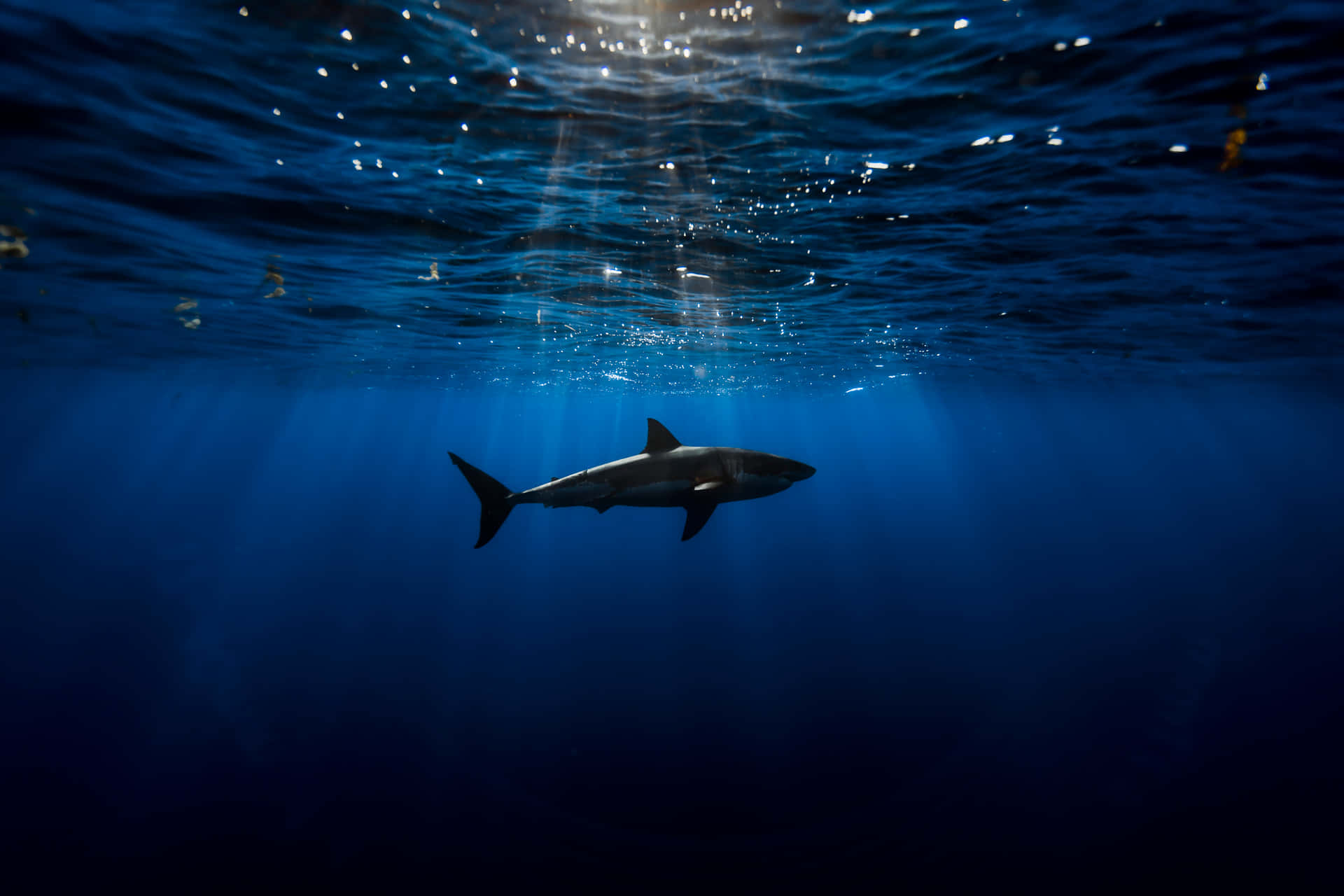 Scary Shark Swimming Underwater Wallpaper