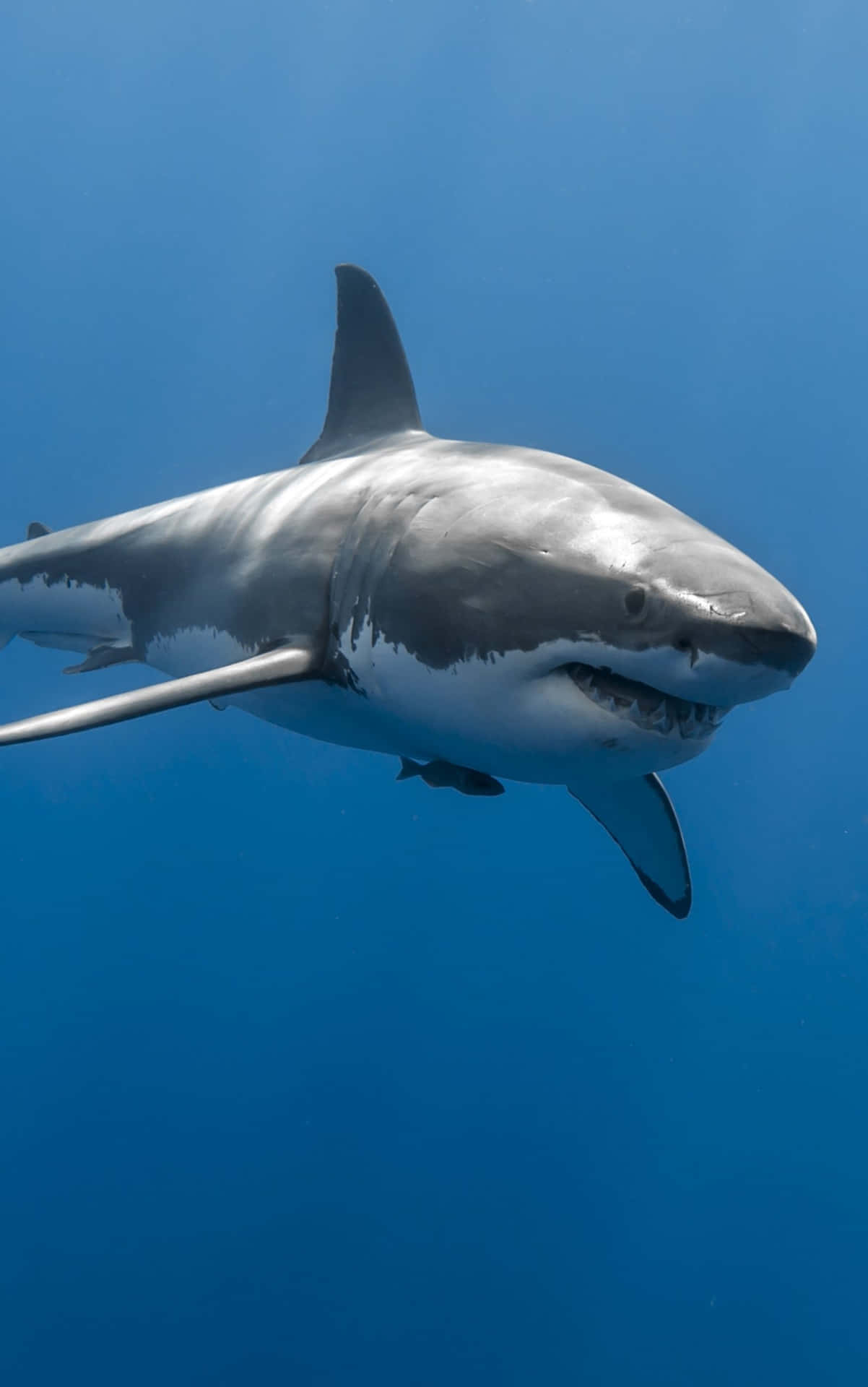 Scary Great White Shark Wallpaper