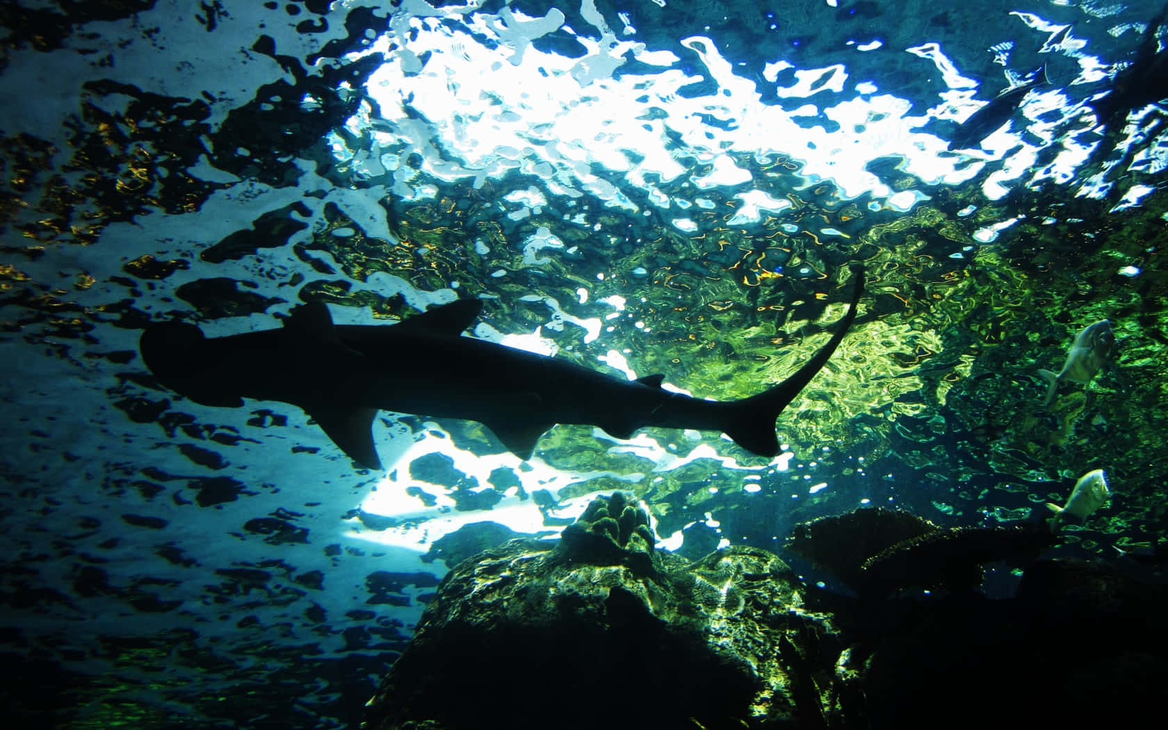 Scary Shark Clear Underwater Wallpaper