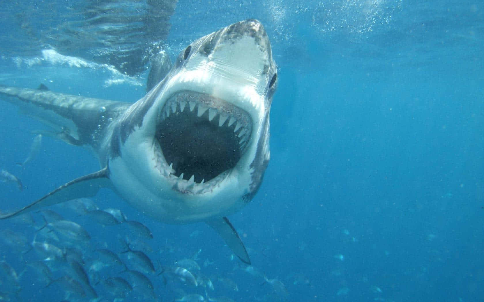 Steer Clear of this Scary Shark Wallpaper