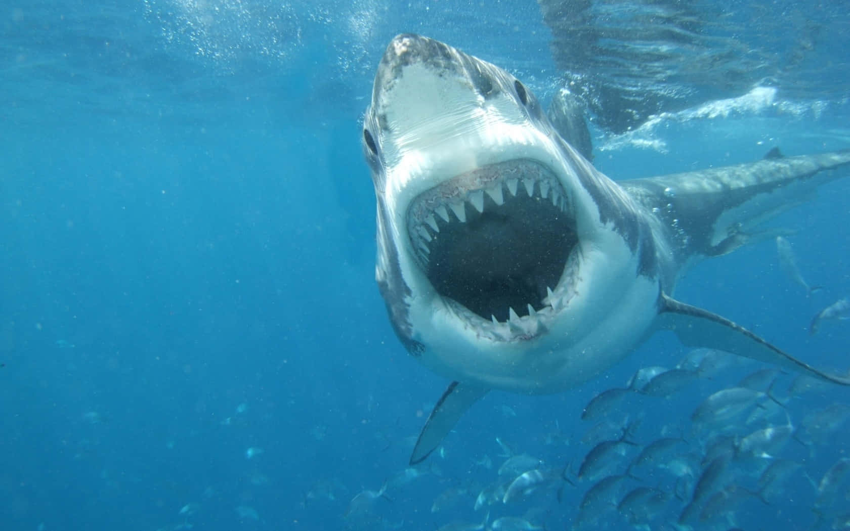 Scary Shark Swimming Forward Wallpaper