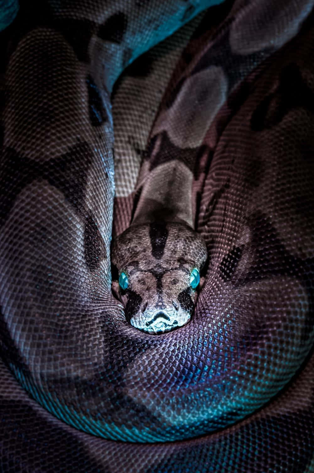 A Deadly Scary Snake