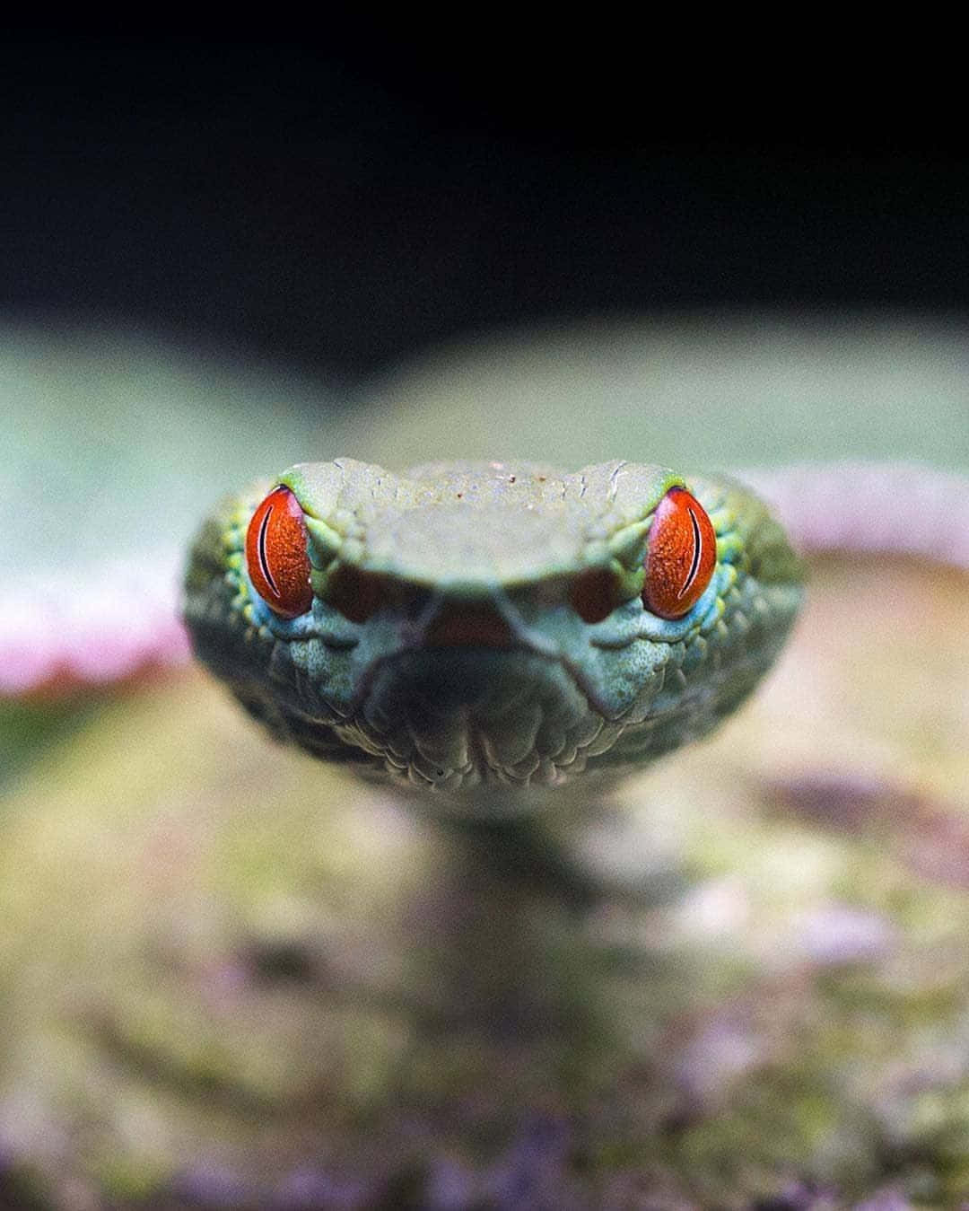 A scary and intimidating snake with its tongue out ready to strike