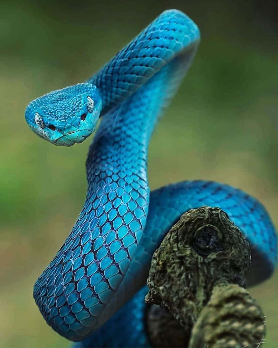 A fierce and frightening snake lies in wait