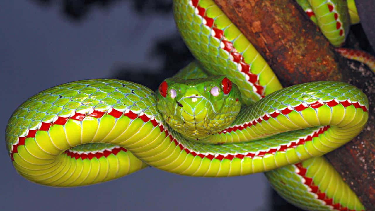 Самые красивые змей в мире. Колючая кустарниковая гадюка. Экзотические змеи. Тропические змеи. Красивые змеи.