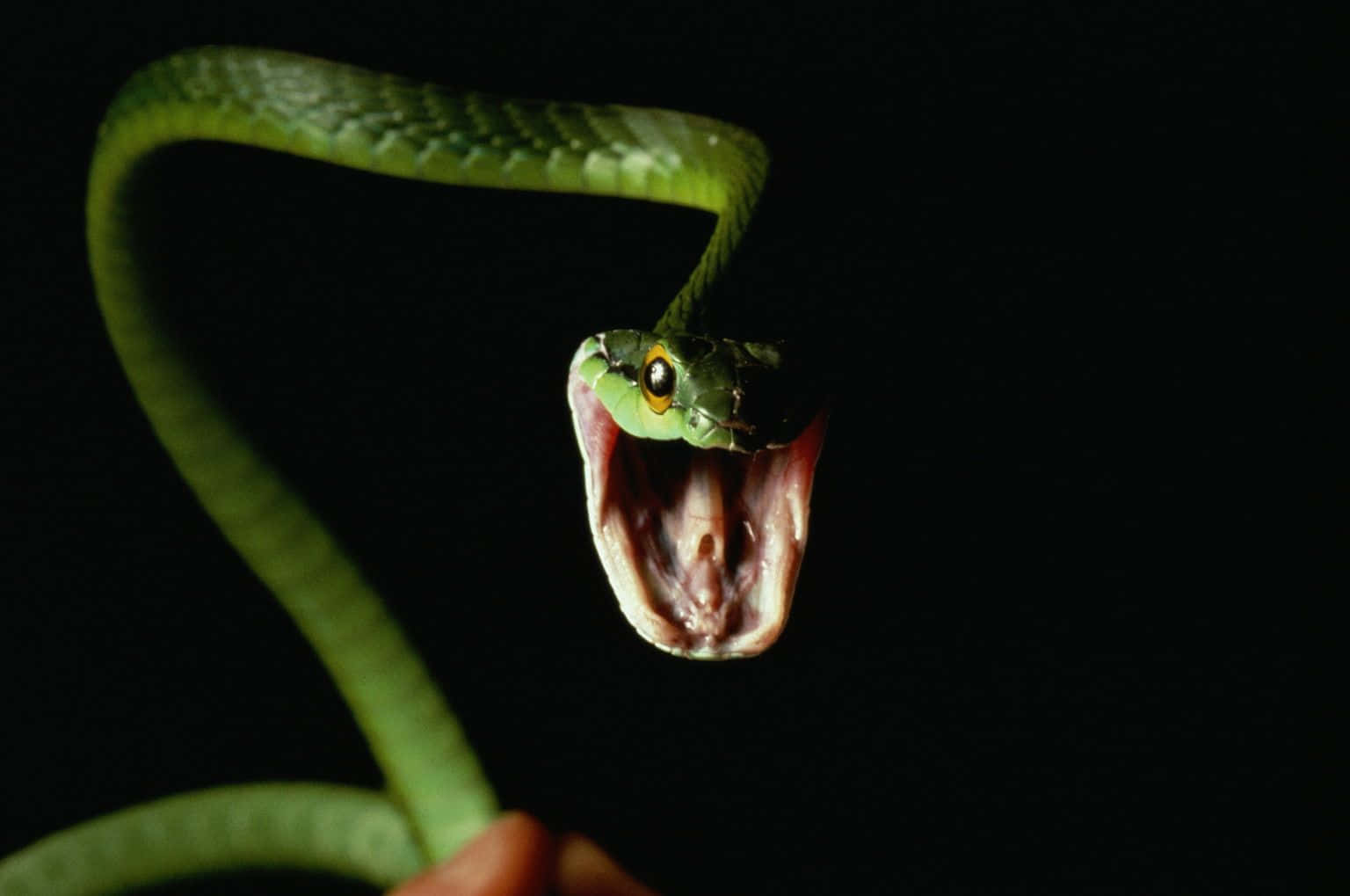 "This sinister-looking snake is ready to strike fear into the hearts of all who dare look at it."