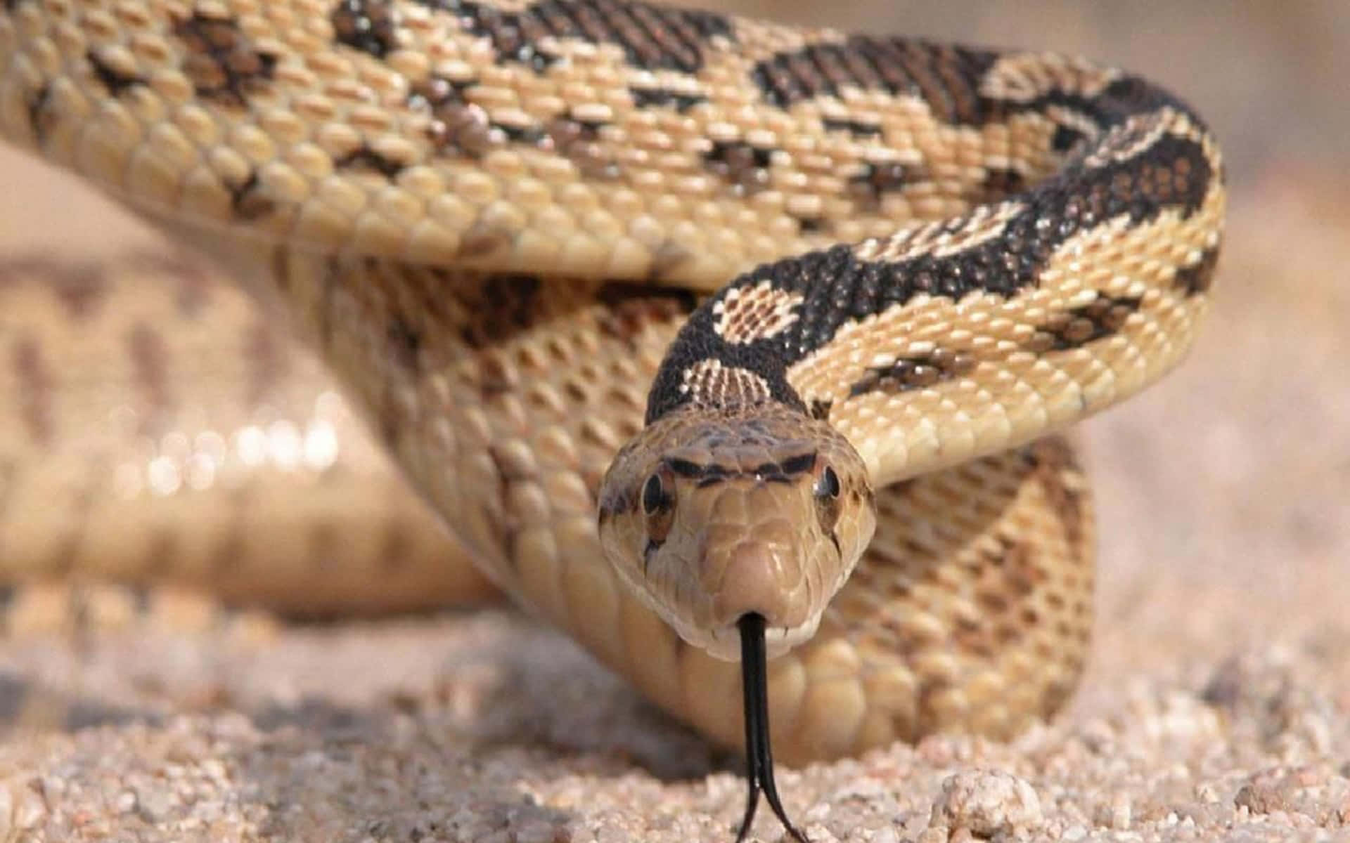 A Snake With Its Head Down On The Ground