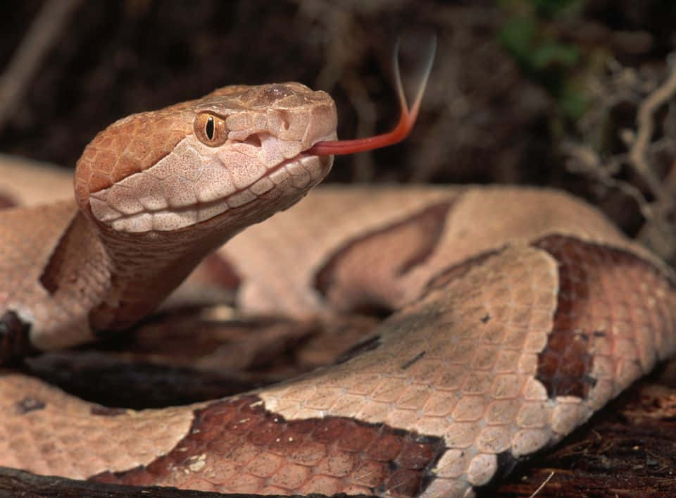"A dangerous coiled snake and its beady eye stare viciously at the viewer"
