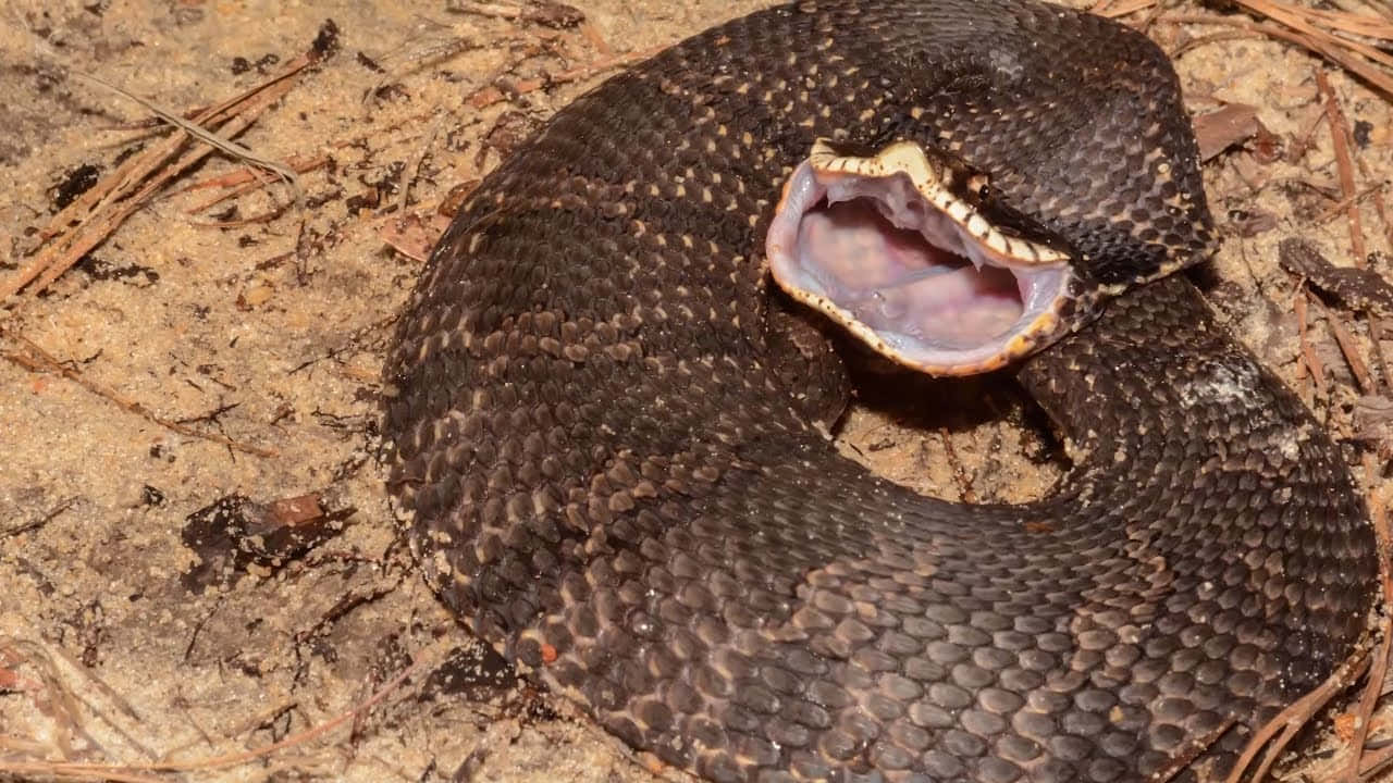 Attenzione!un Serpente Spaventoso Si Nasconde Nell'oscurità