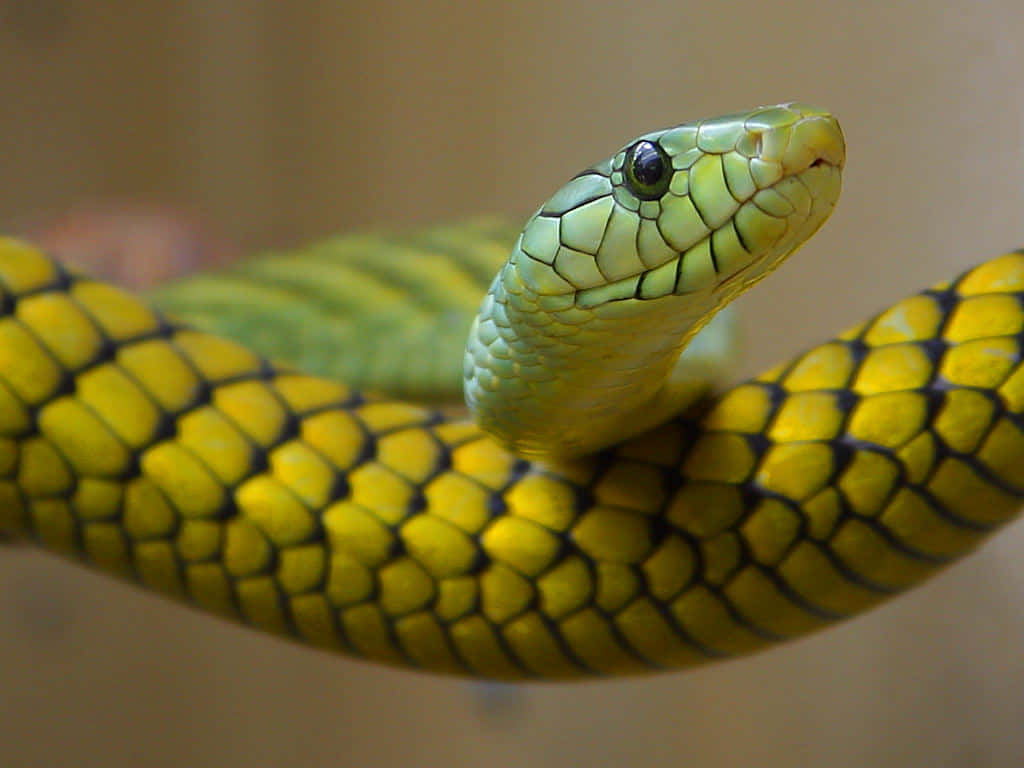 Witness The Jaw-Dropping Fierceness Of A Scary Snake!