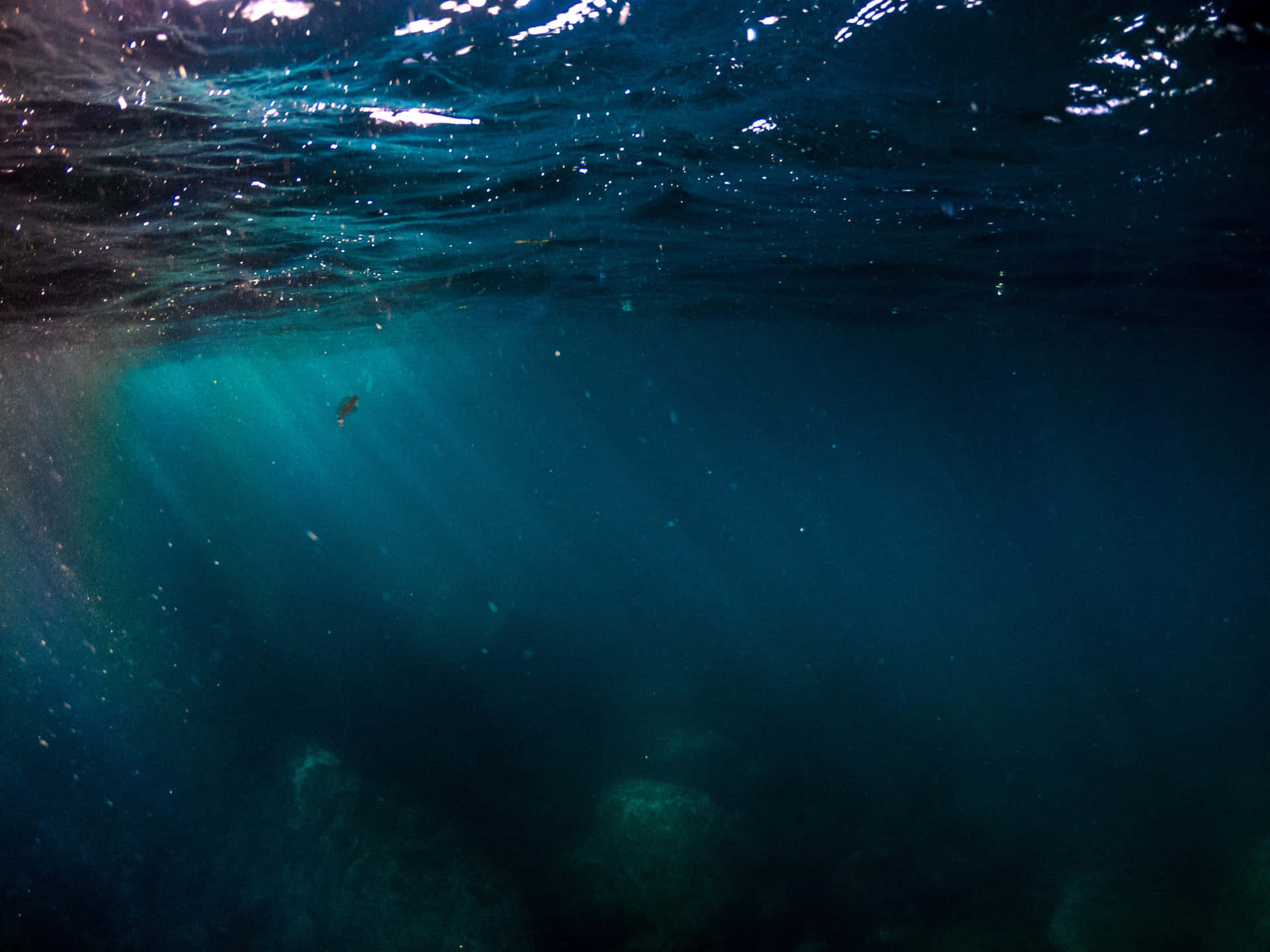 Mysterious Creature Lurking Deep Underwater