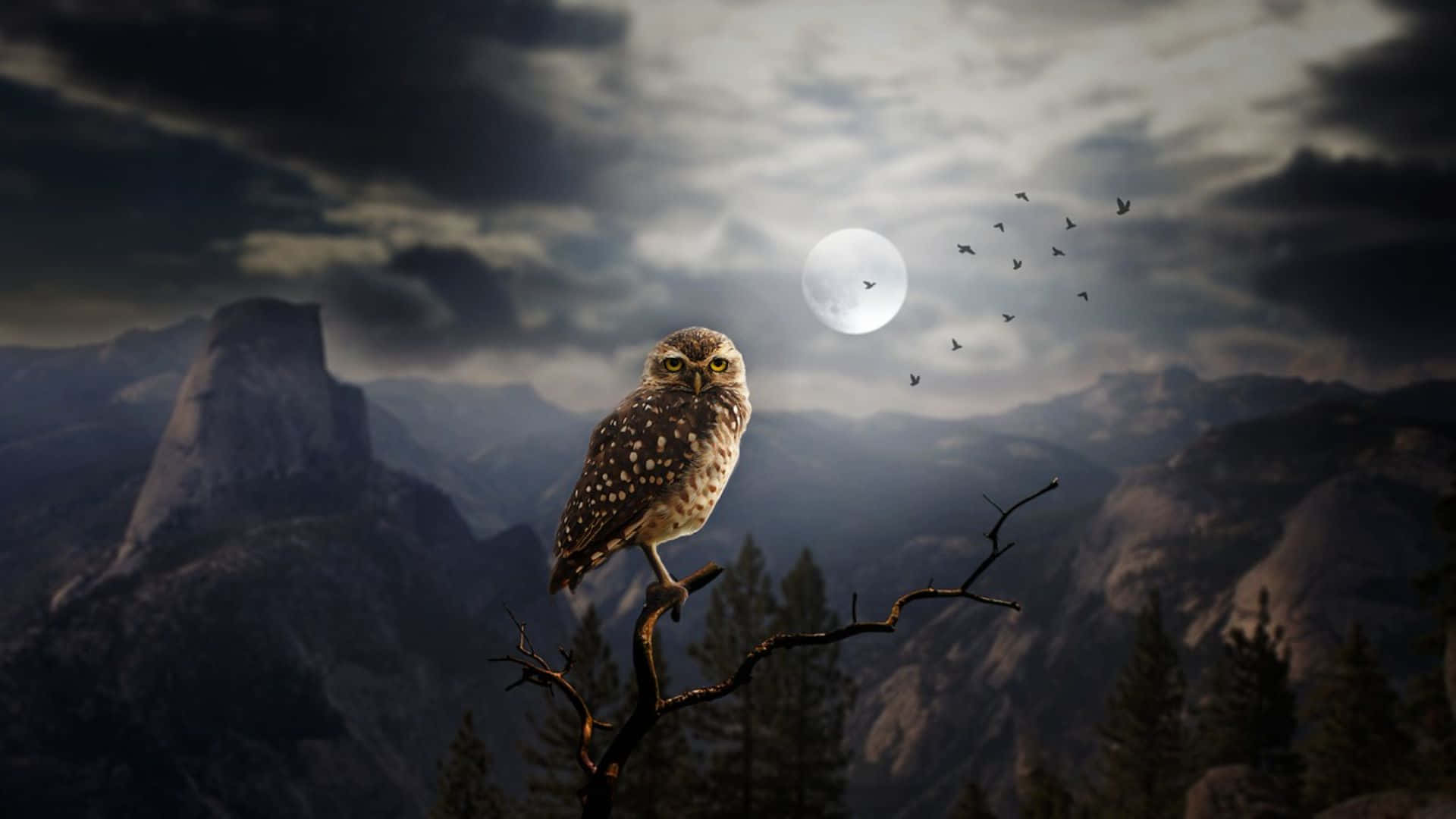 Owl Sitting On A Branch In The Mountains
