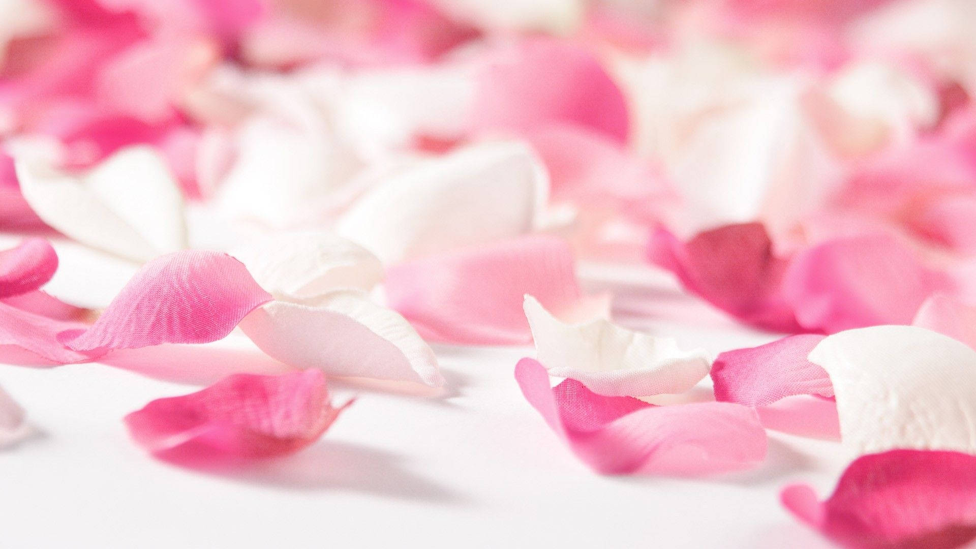 Verstreutesüße Rosa Blütenblätter Wallpaper
