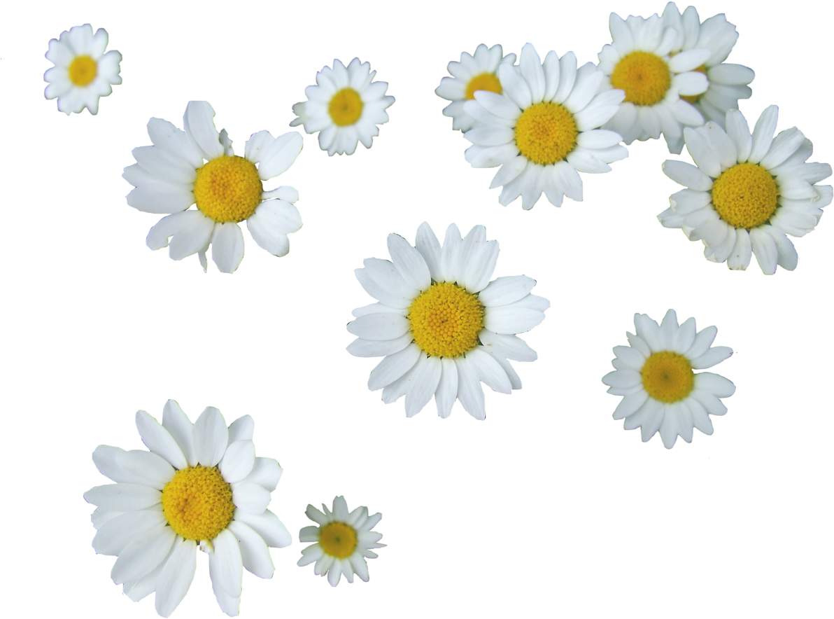 Scattered Daisies Transparent Background PNG