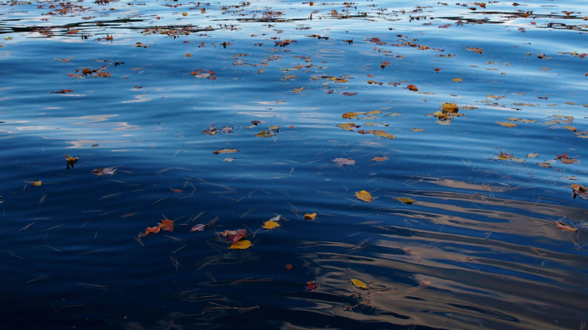 Scattered Leaves On Rippling Water Wallpaper