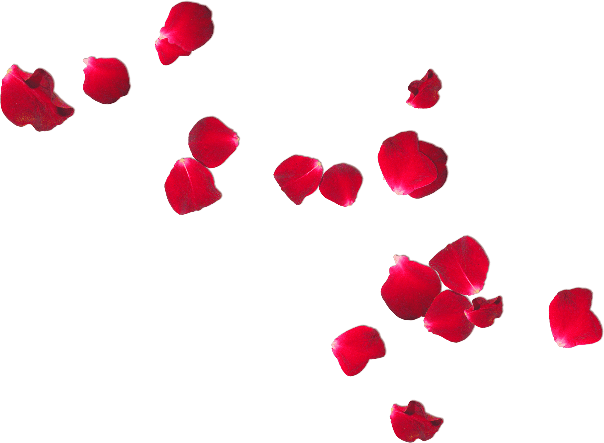 Scattered Red Rose Petalson Grey PNG