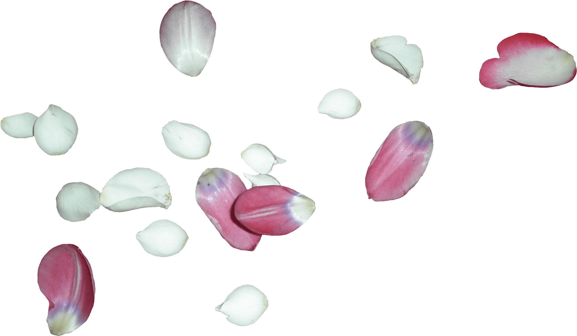 Scattered Rose Petalson Grey Background PNG