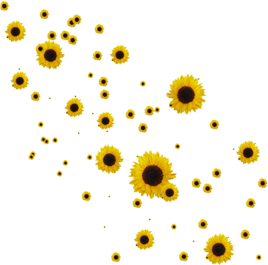 Scattered Sunflowerson Teal Background PNG