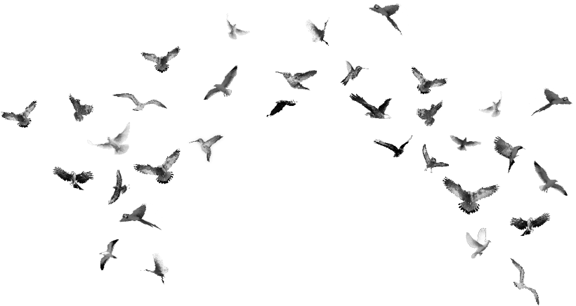 Scattered_ Flock_ In_ Flight.png PNG