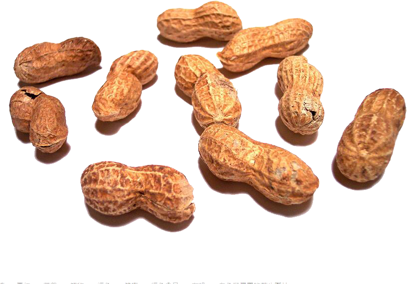 Scattered_ Shelled_ Peanuts PNG