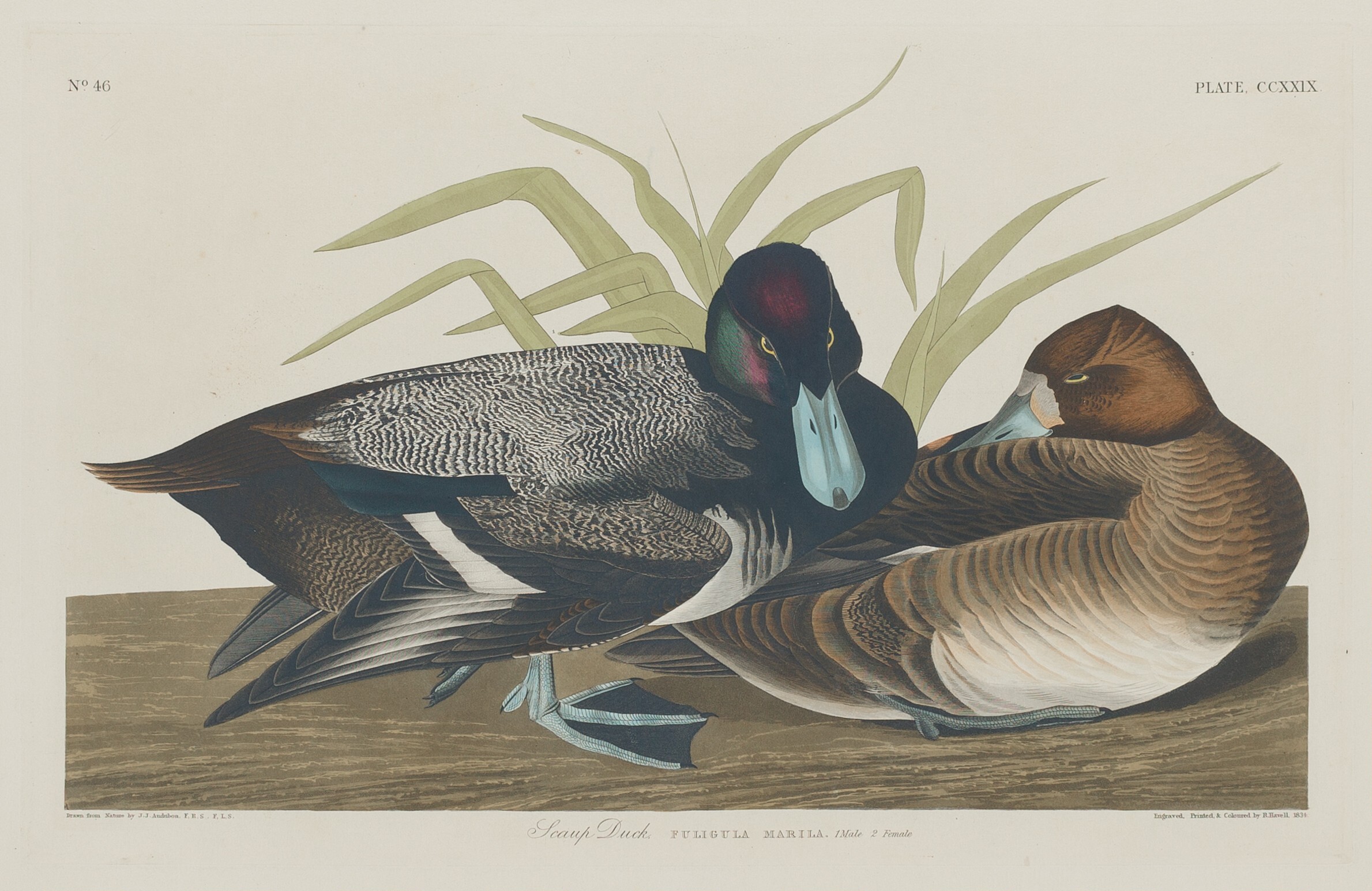 Scaup Duck Wallpaper