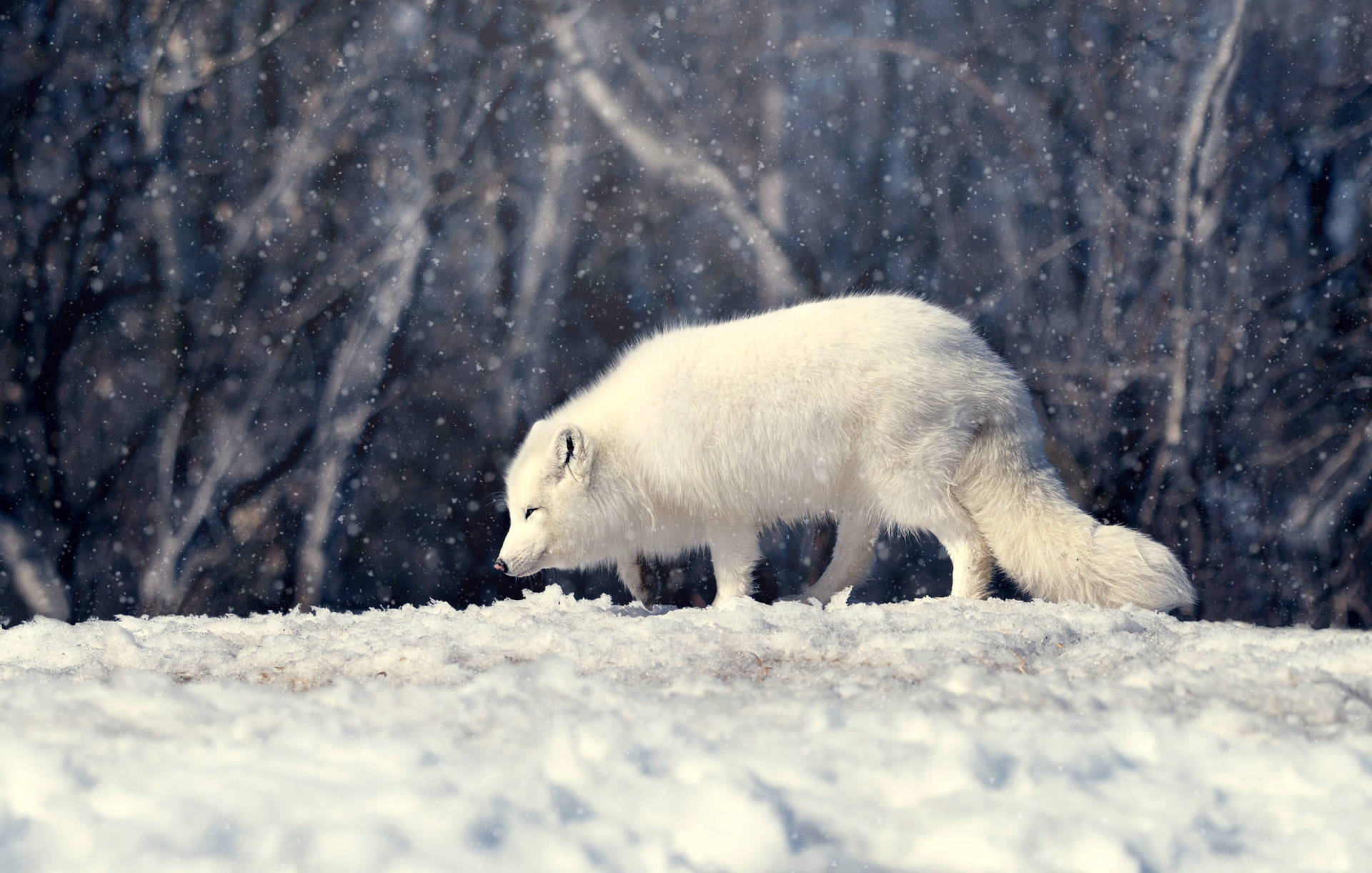 Scavenging Wild Arctic Fox Wallpaper