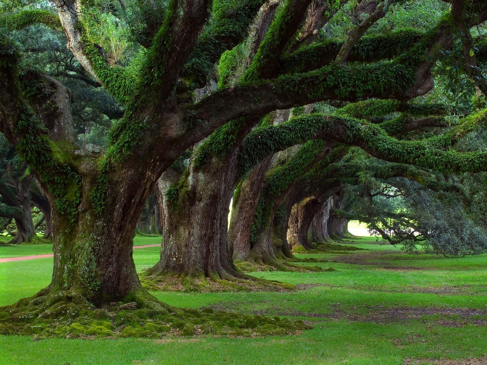 Fondode Paisaje