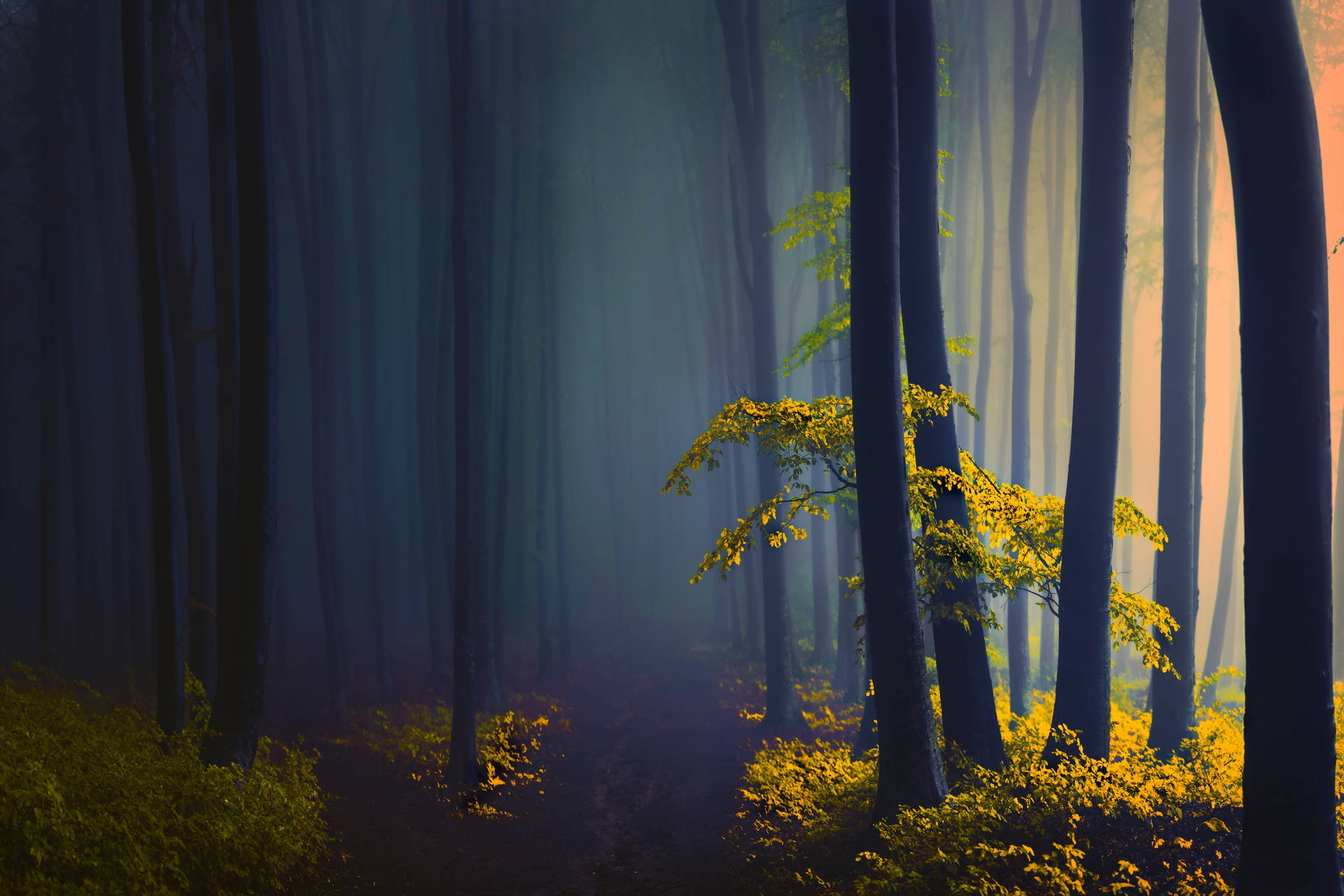 Scenic Dark And Foggy Forest Wallpaper