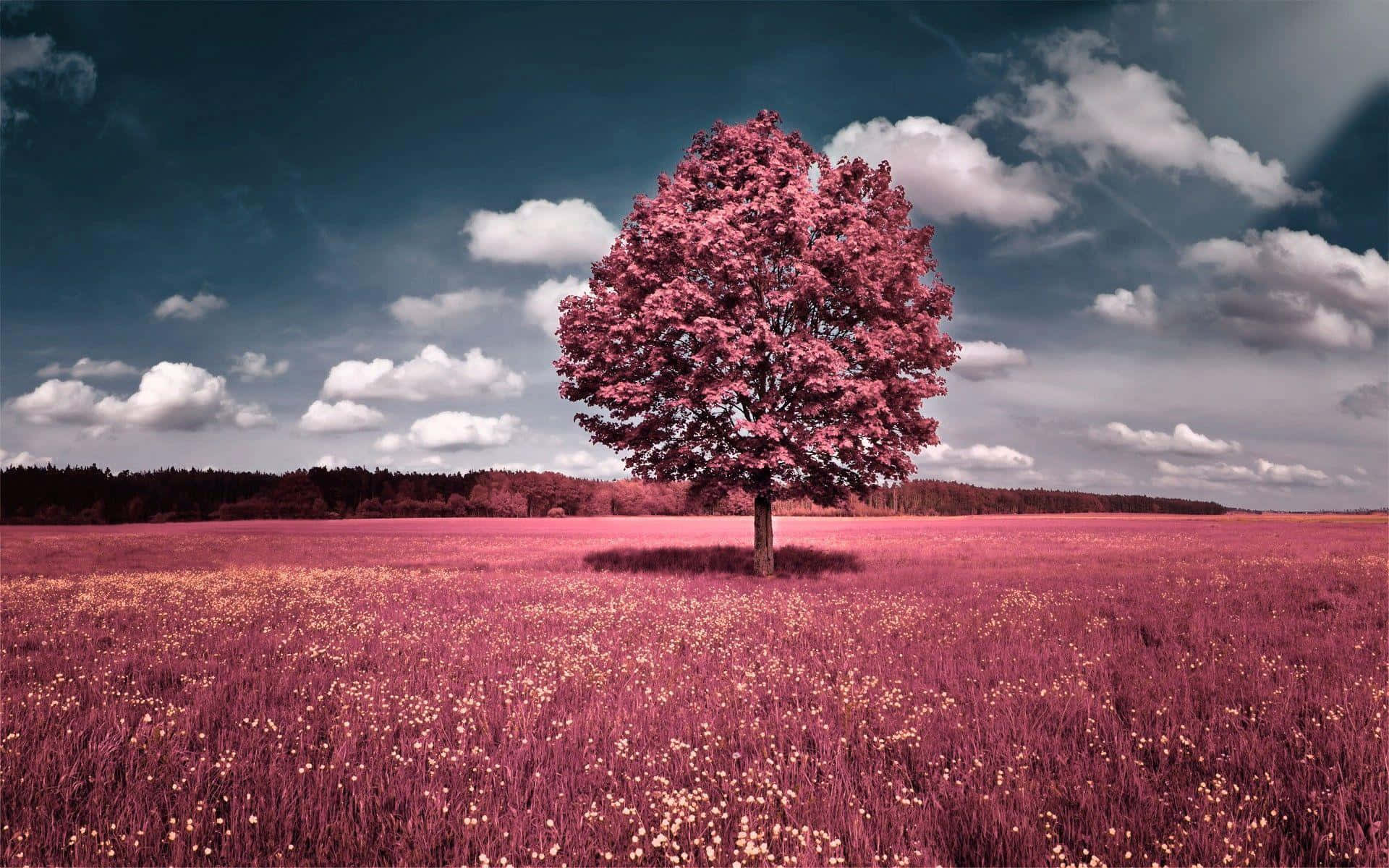 Escritorioescénico: Árbol Solitario En Un Campo Rosa. Fondo de pantalla