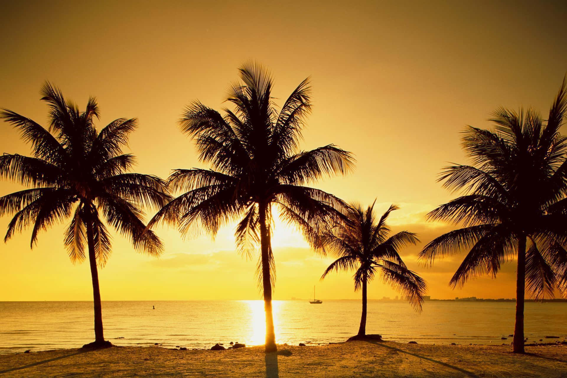Gør din enhed speciel med Scenic Desktop Palm Trees On A Sunset Beach. Wallpaper