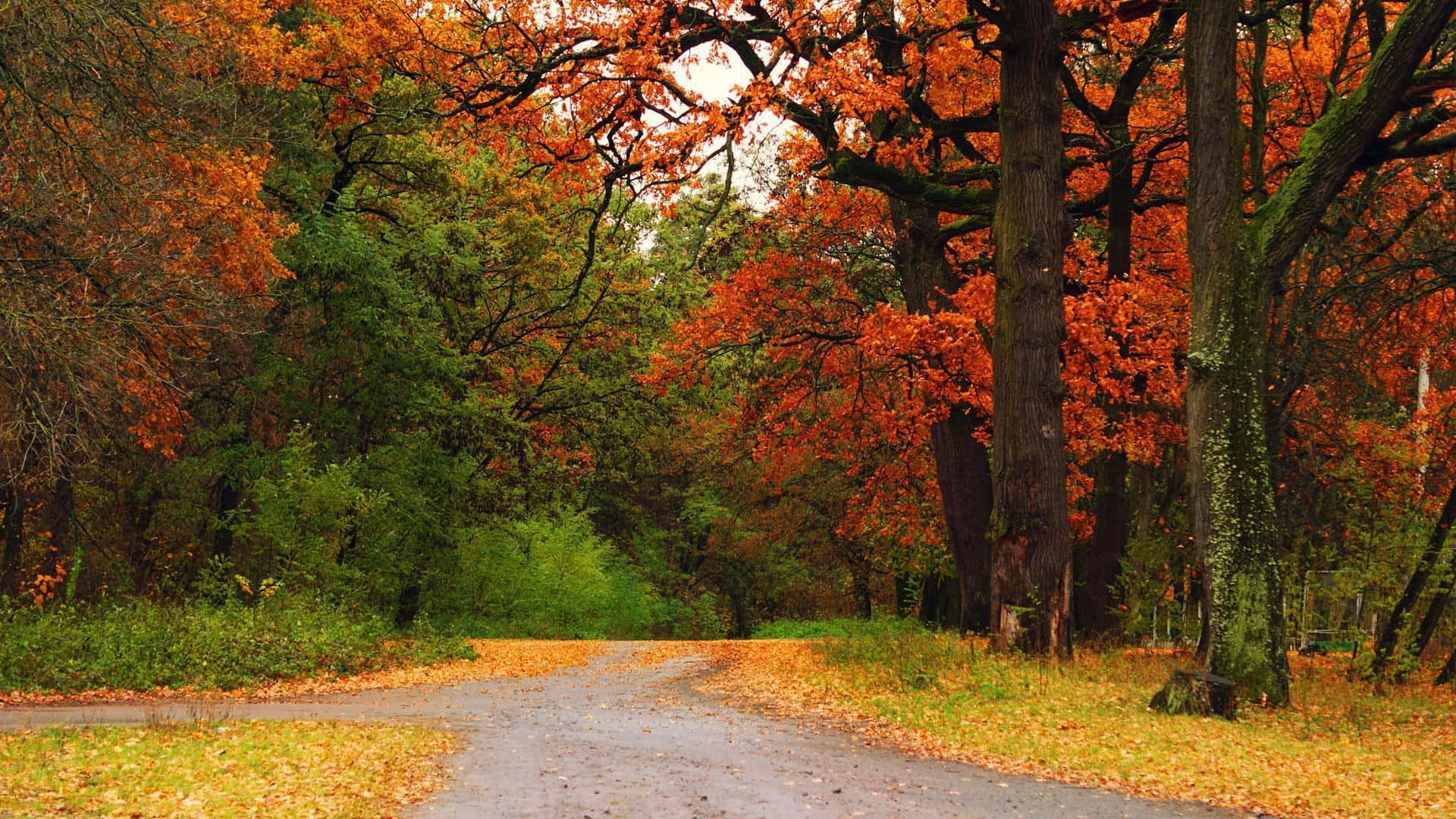 Autumn Scenic Desktop Crossroads In Forest Wallpaper