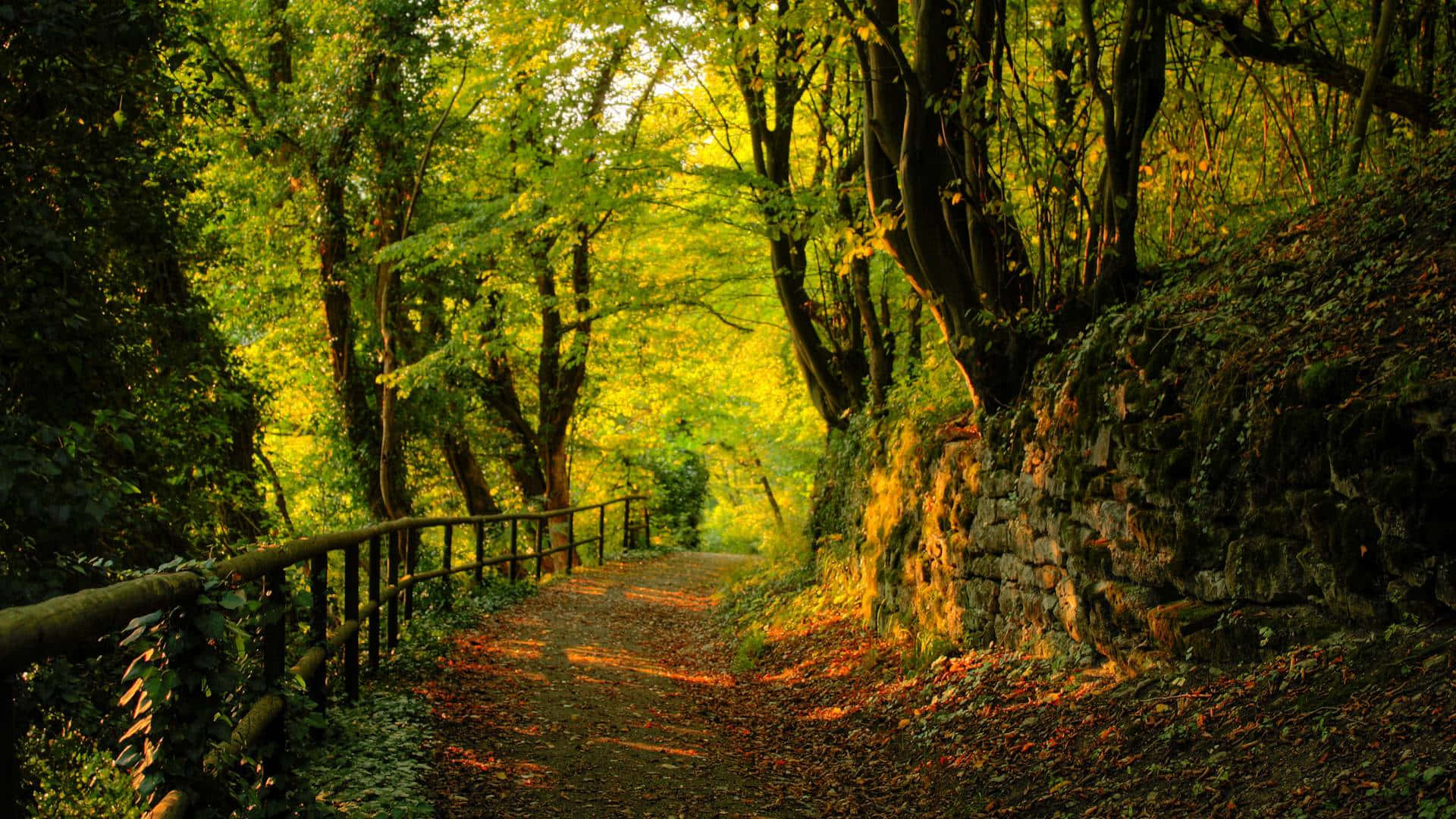 En sti gennem skoven med orange og gule blade Wallpaper