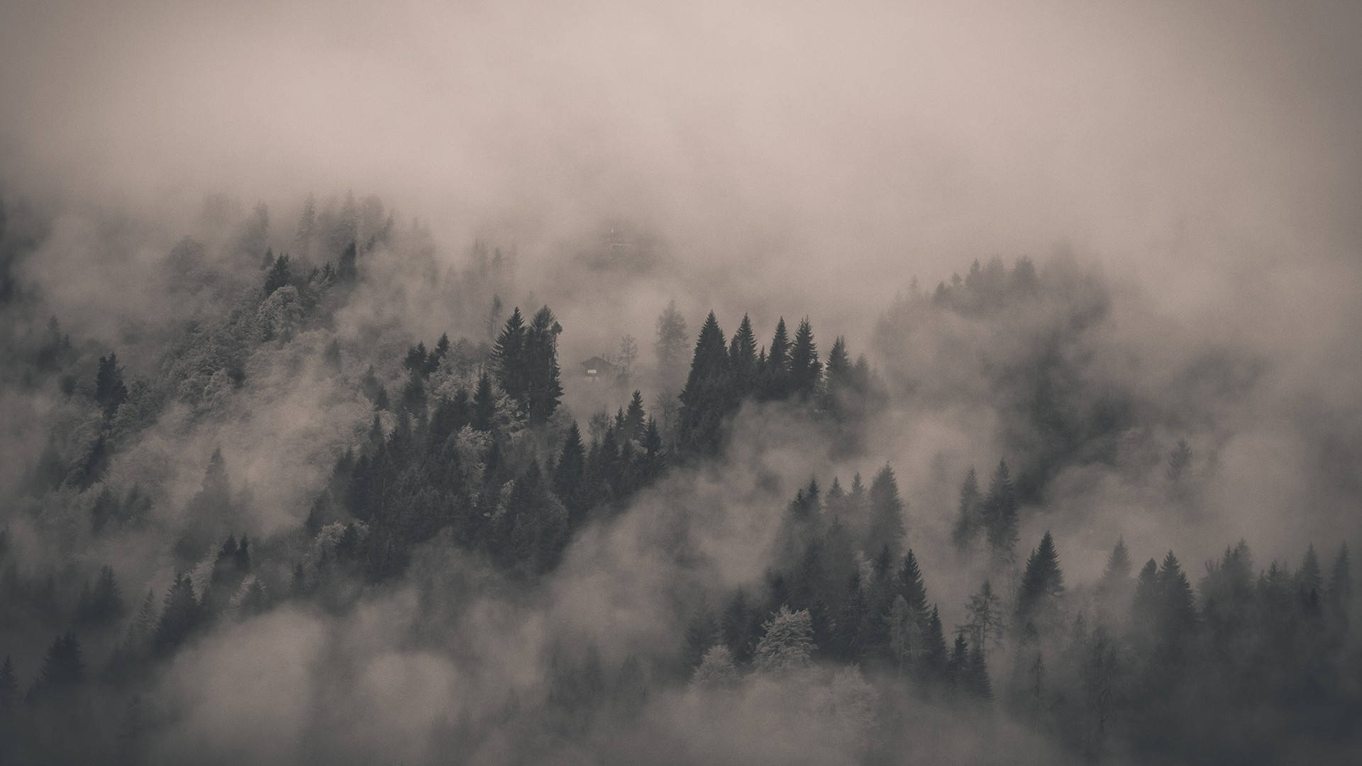 Scenic Foggy Forest Aerial Shot Wallpaper
