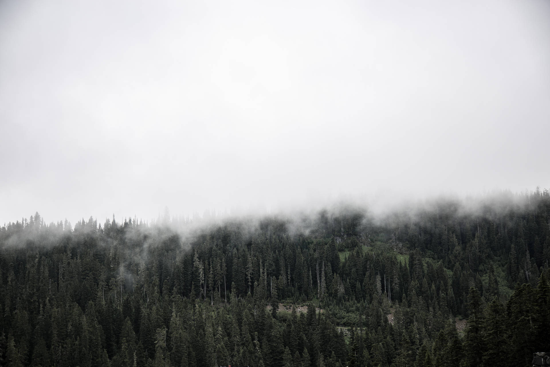Skøn tåget skov af fyrretræer tapet Wallpaper