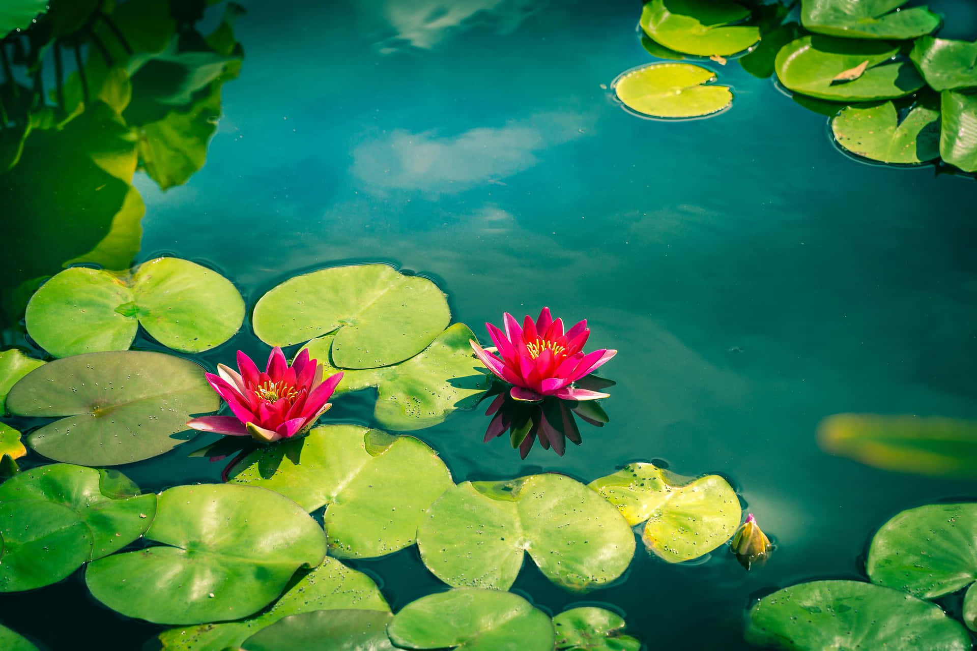 Scenic Lotus Flower And A Pond Wallpaper
