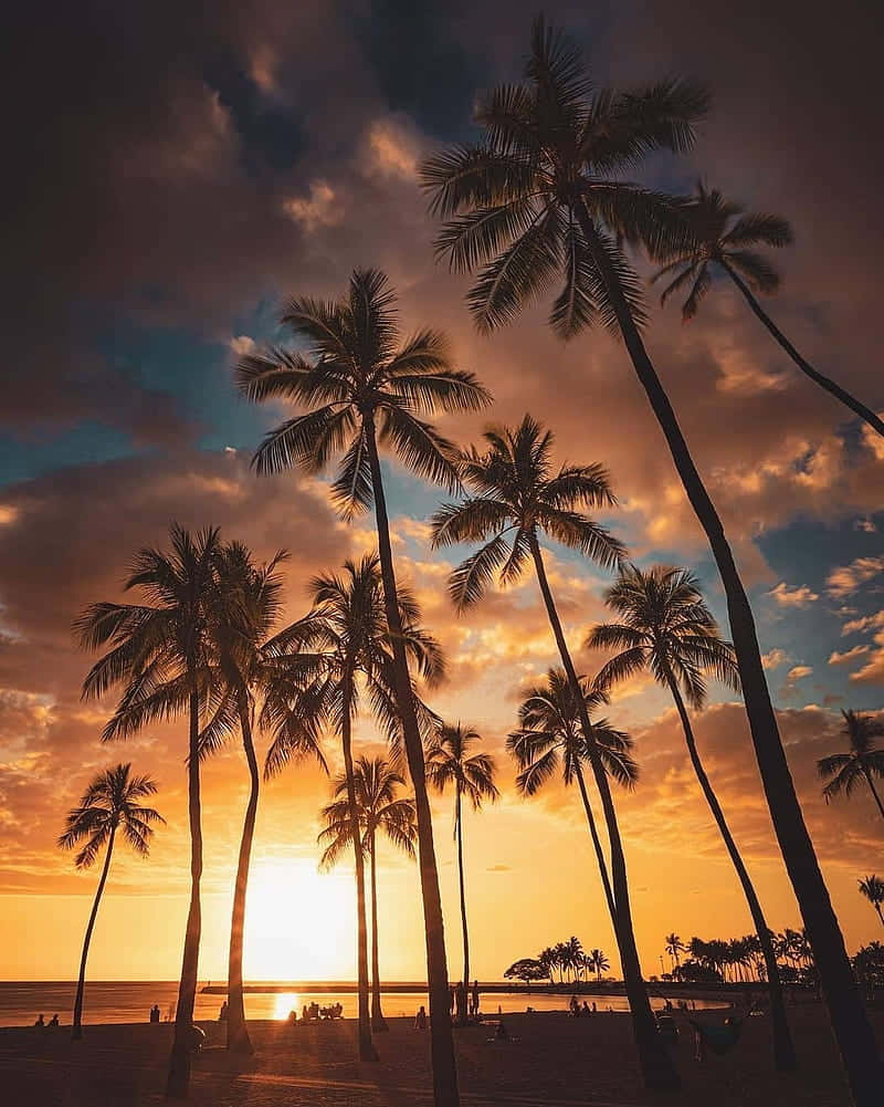 Scenic Sunset With Palm Tree Wallpaper