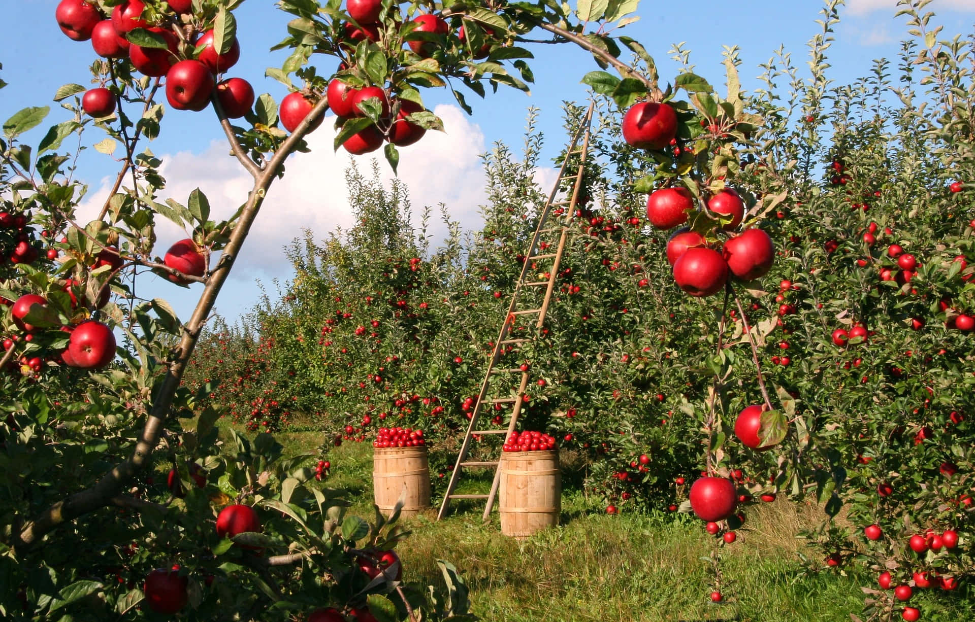 Scenic View Of A Lush Apple Orchard Wallpaper