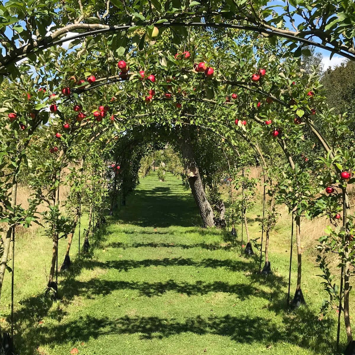 Scenic View Of Apple Farm At Twilight Wallpaper