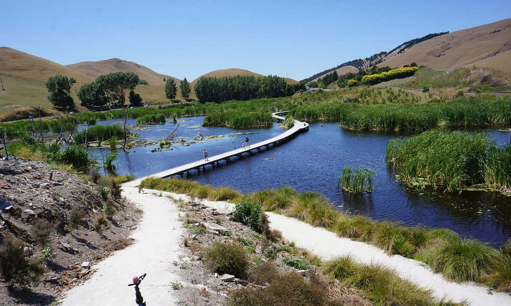 Scenic Wetland Boardwalk Hastings New Zealand Wallpaper