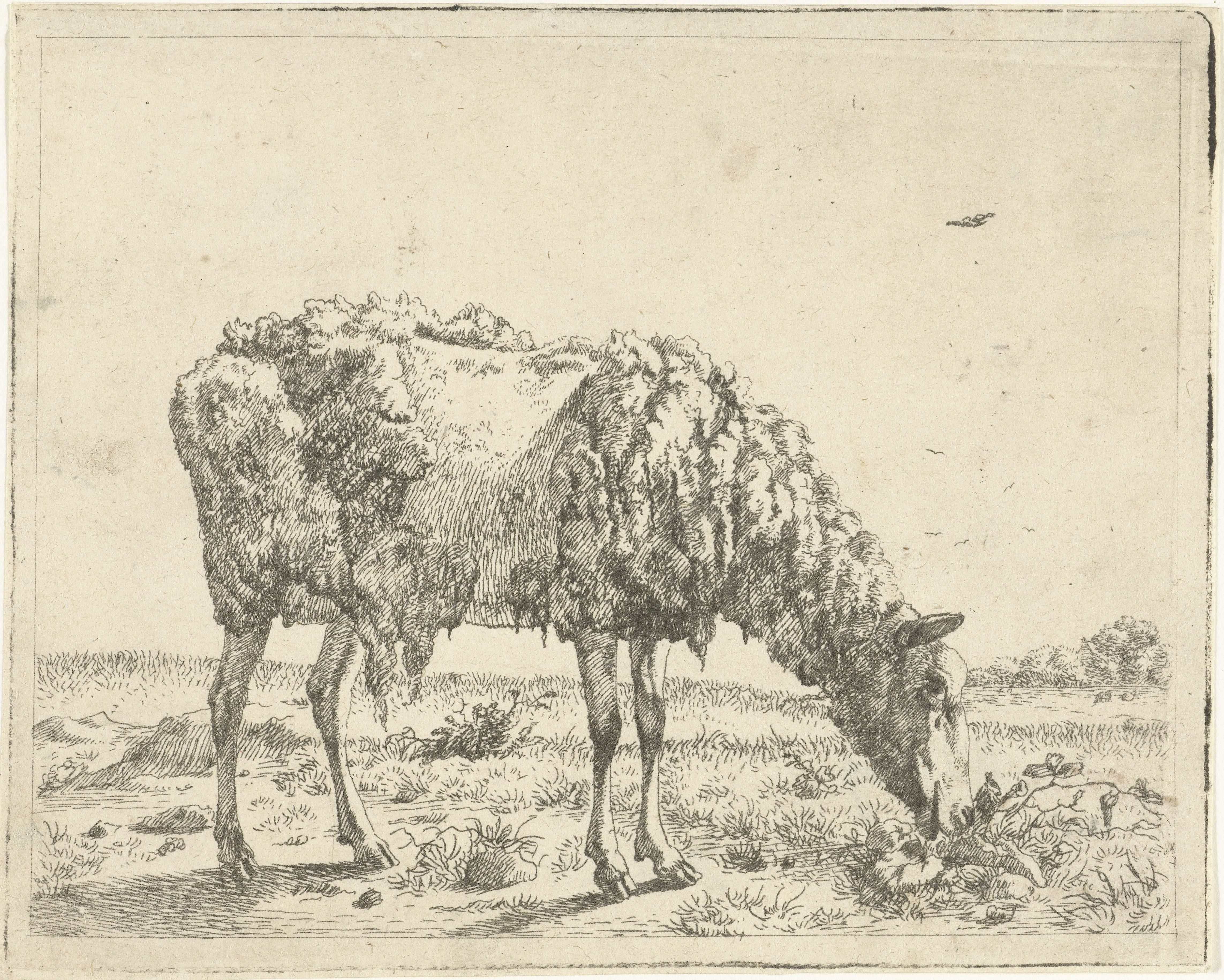 Schaap Wallpaper