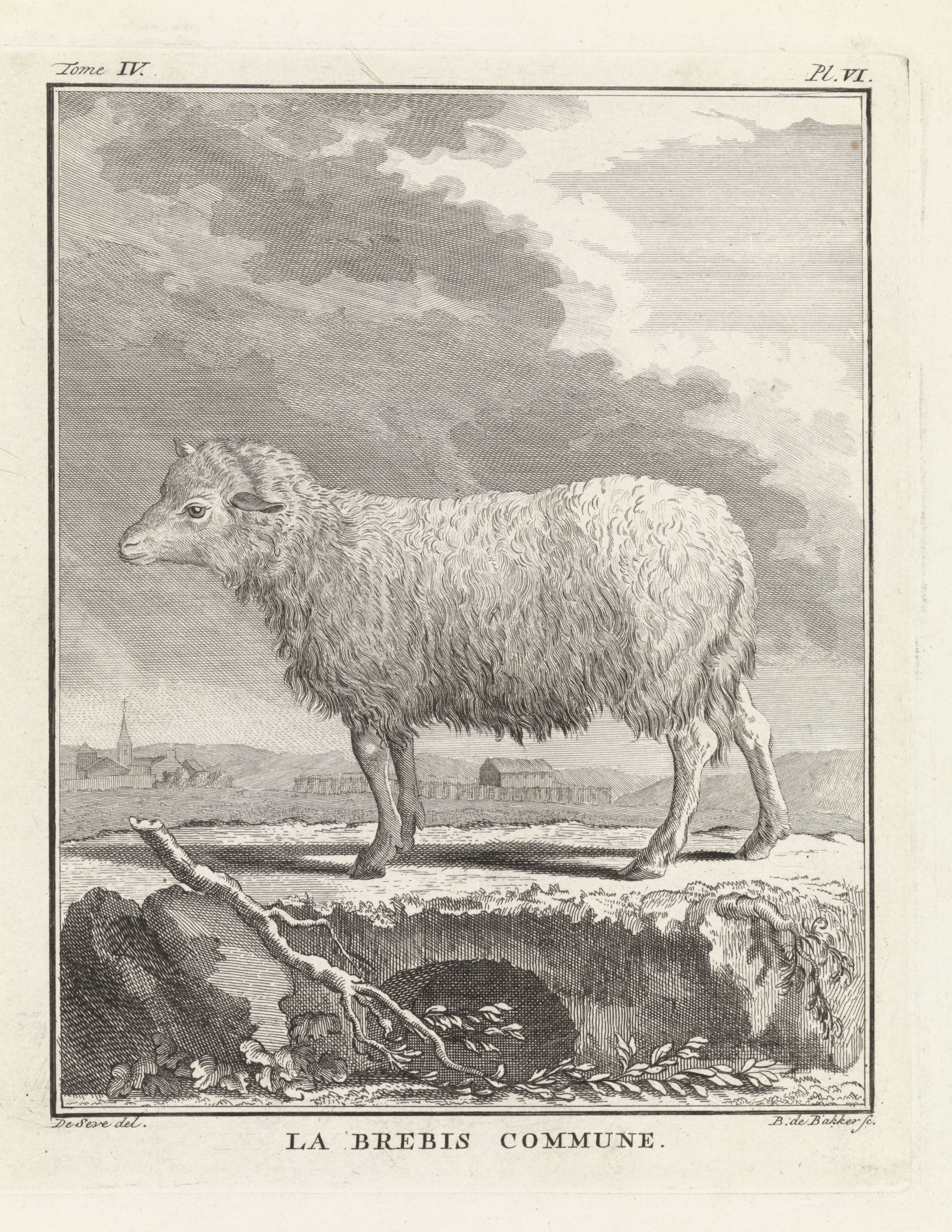 Schaap Wallpaper