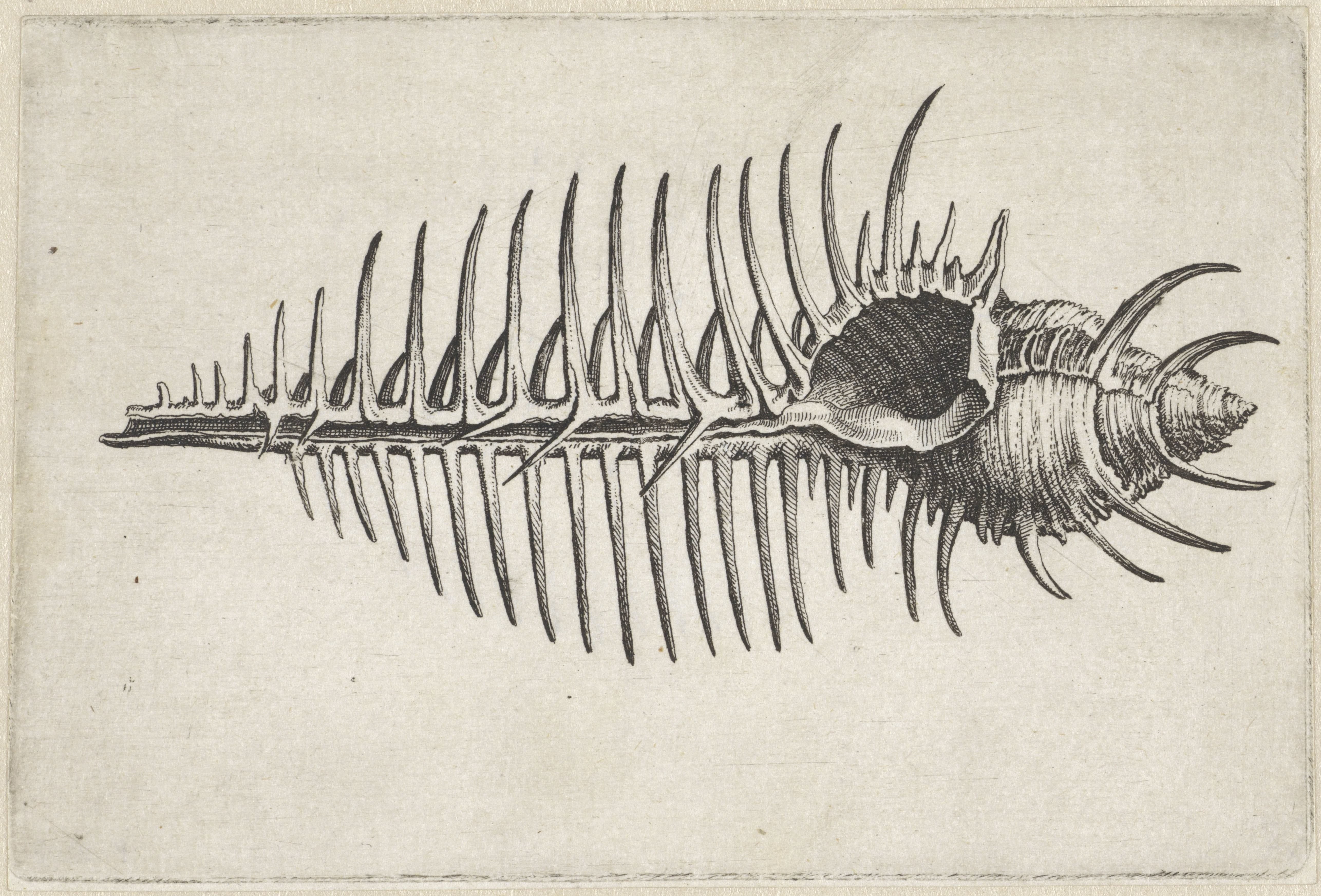 Schelp, murex pecten Wallpaper