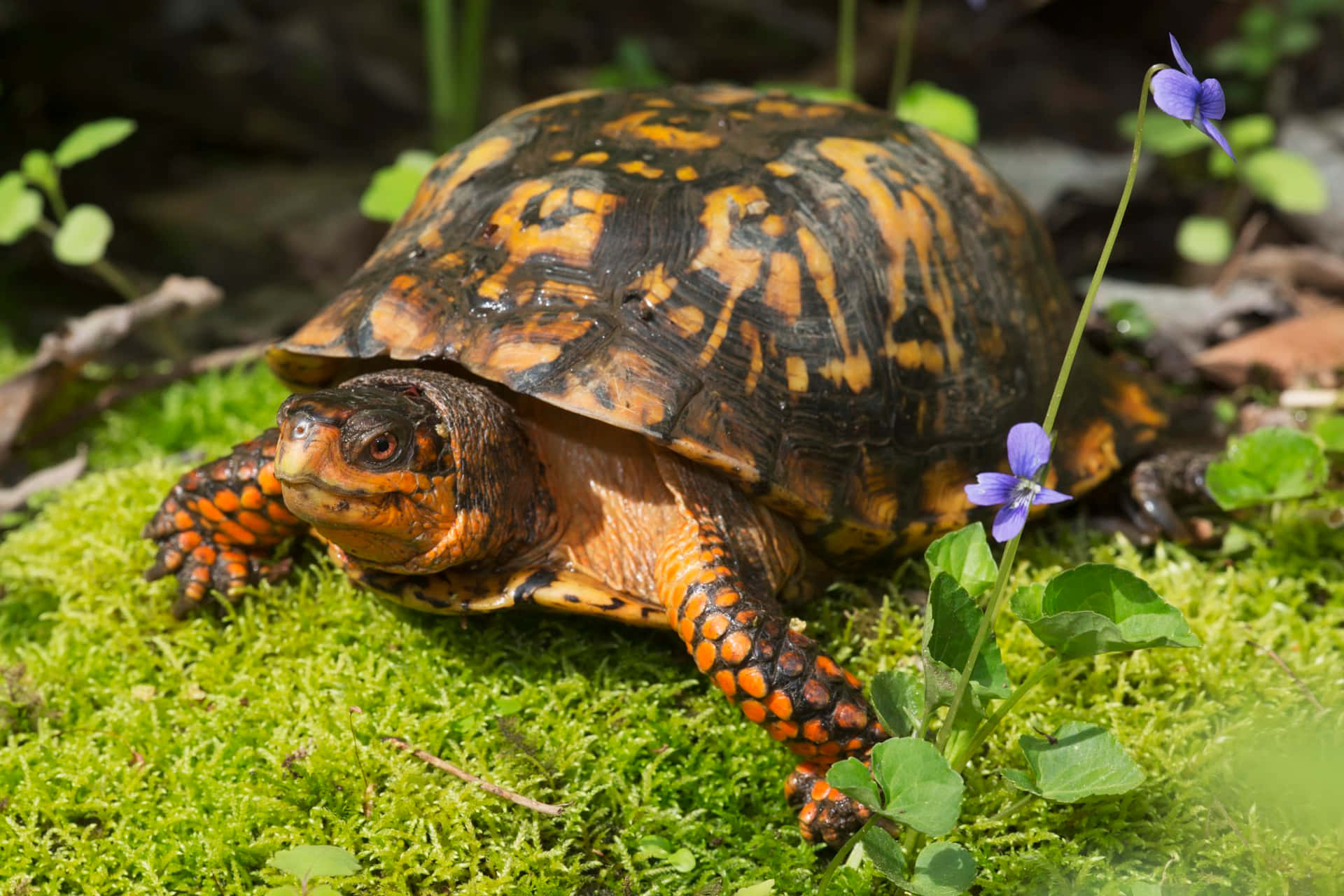 Östlichedosen-schildkröten-bild
