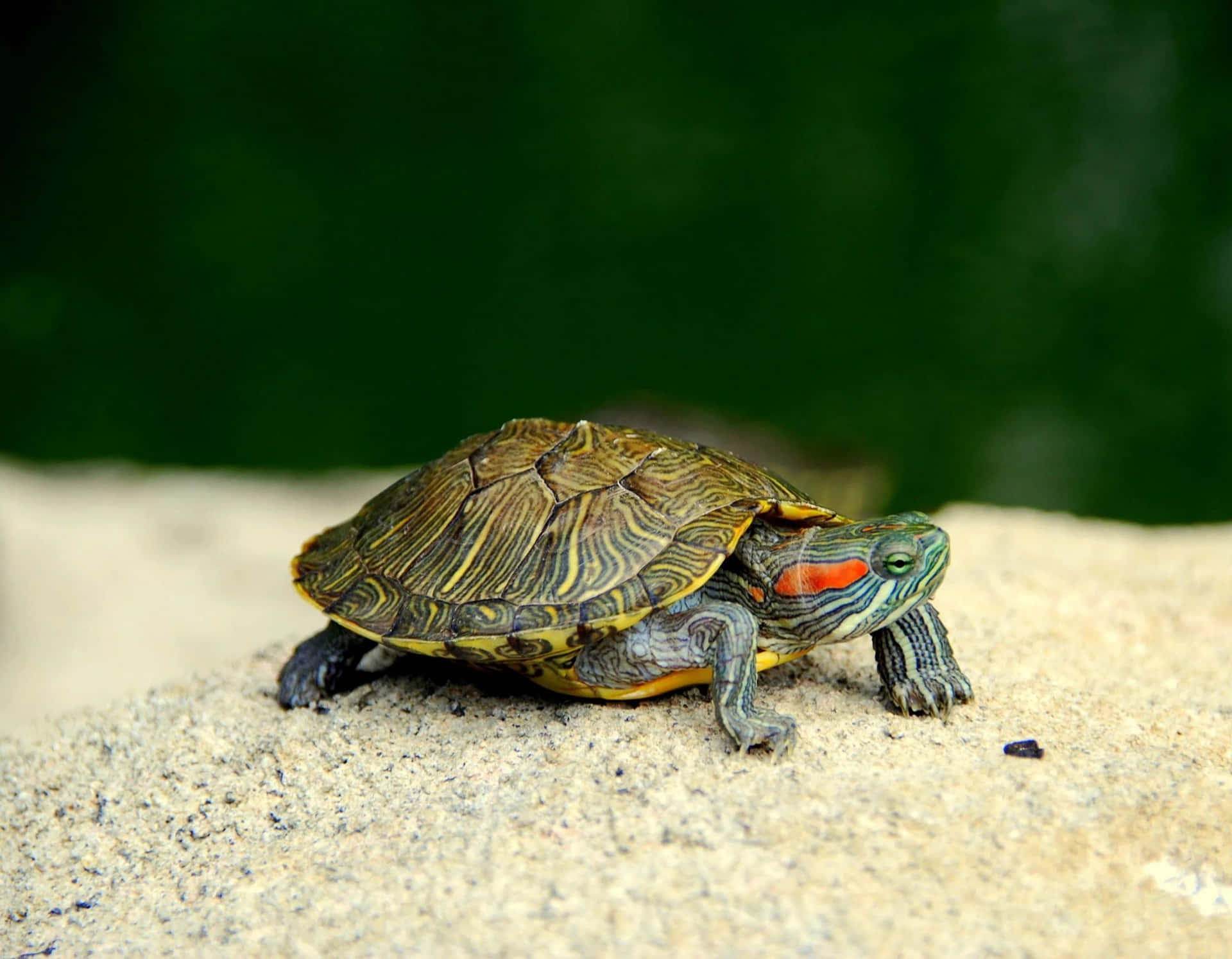 Bildeines Rotwangen-schmuckschildkröten
