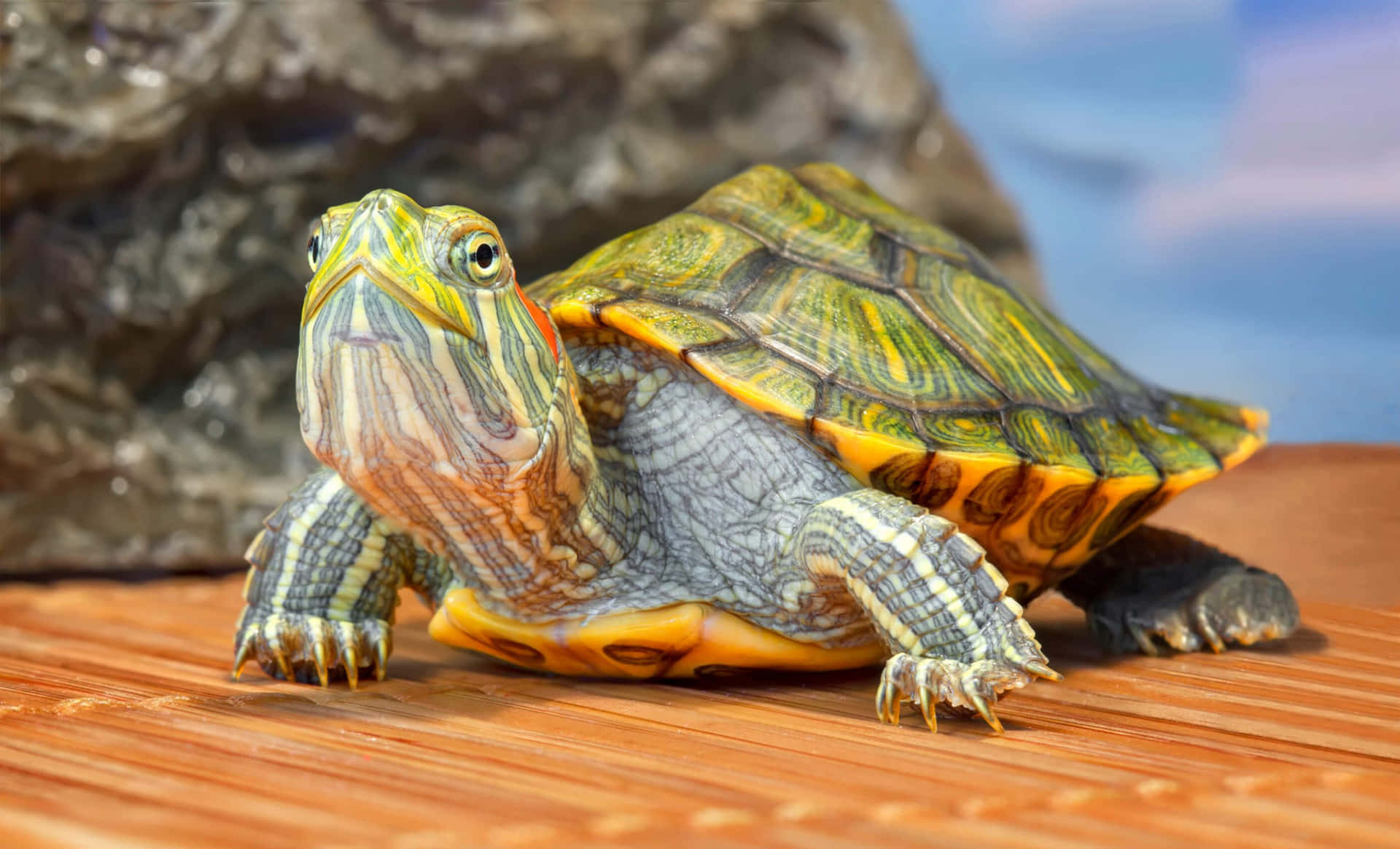 Bildeines Rotwangenschildkröten