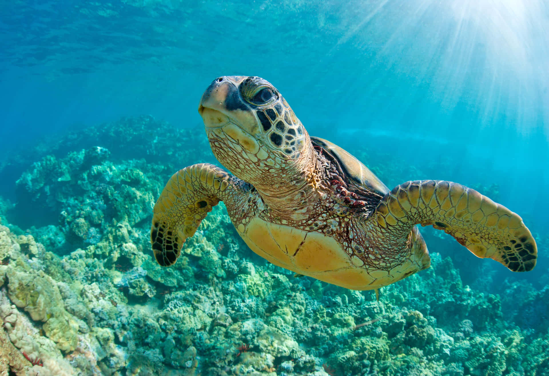 Bildeiner Schildkröte Auf Riffen