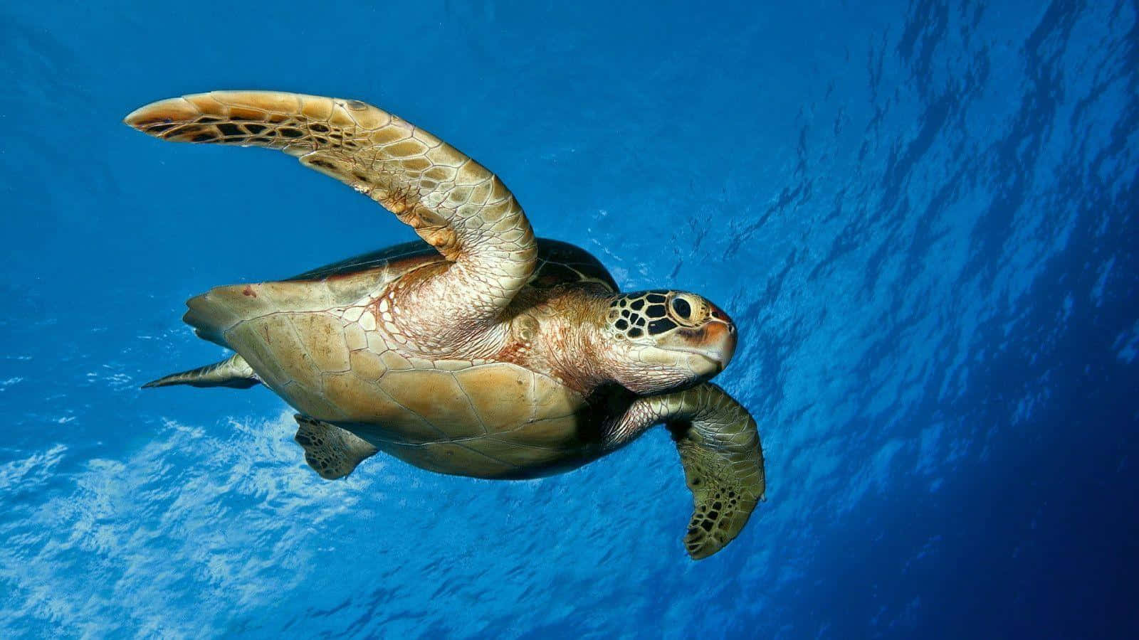 Kampfschildkröte Schildkrötenbild
