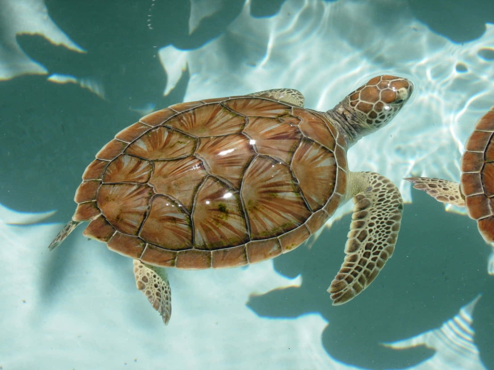 Schildkröteauf Flachwasser Bild