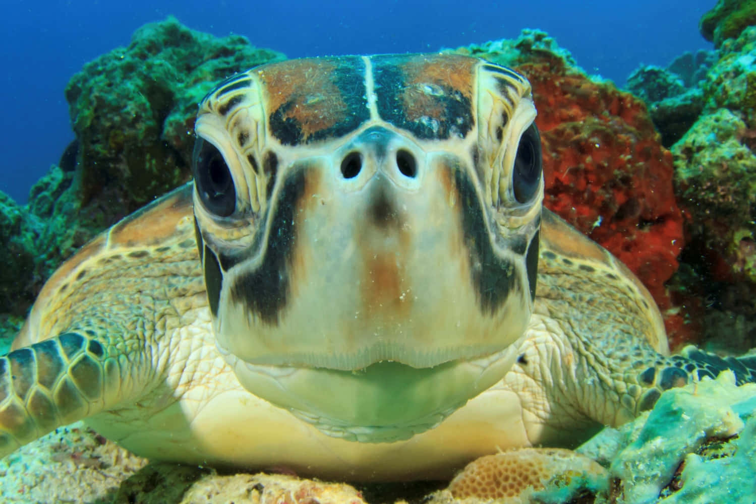 Schildkröteextrem Nahbild
